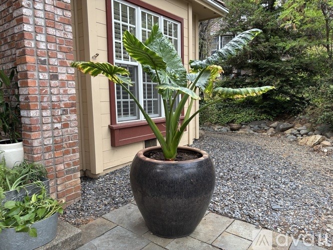 A large green plant in a black pot sits on a gravel area in front of a house.