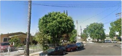 A street view with cars parked on the side and a large tree in the middle.