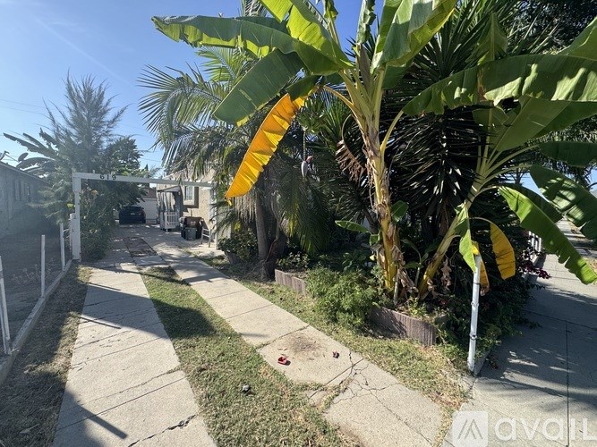 A pathway with a banana tree in the foreground.