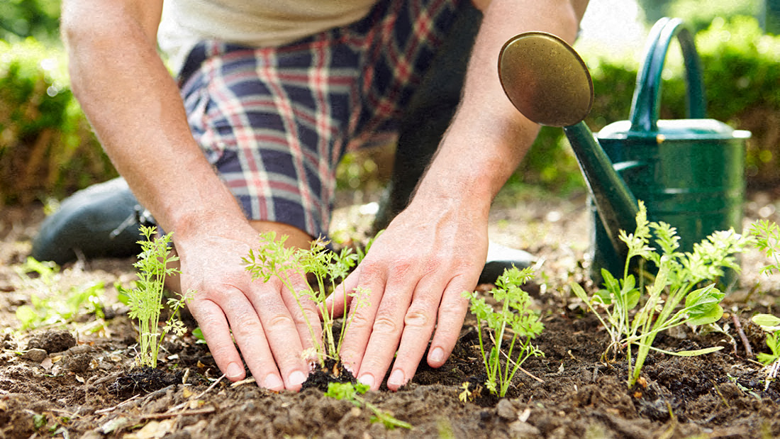 A person is planting seedlings in the garden.