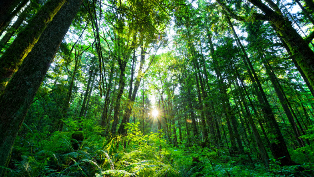 A forest with sunlight shining through the trees.