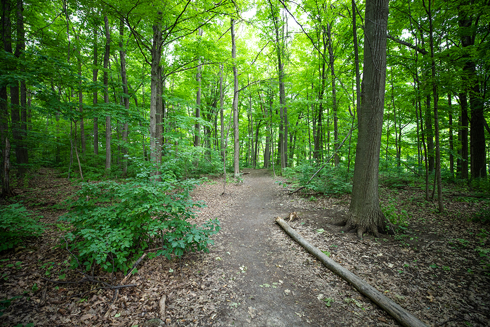 Cooksville Creek Trail