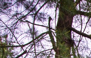 Millwood Apartments Apartments In Rowley Ma