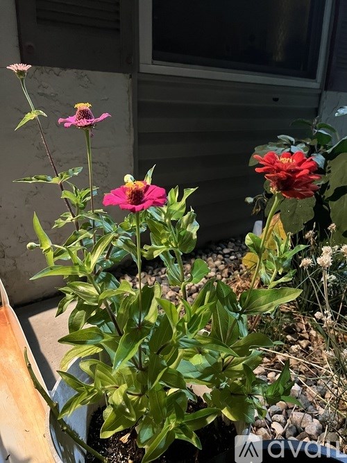 A potted plant with green leaves and pink flowers.