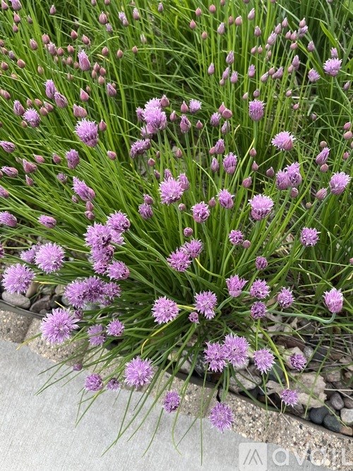 A cluster of purple flowers with green stems.