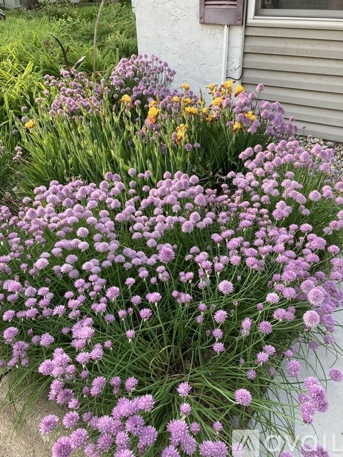 A cluster of purple flowers in the foreground with yellow flowers in the background.