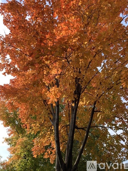 A tree with orange leaves is in the foreground.