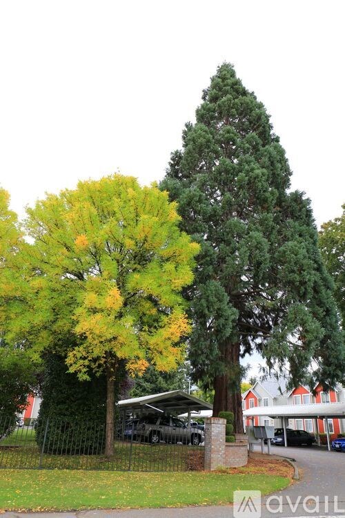 A tree with yellow leaves is in front of a tree with green leaves.