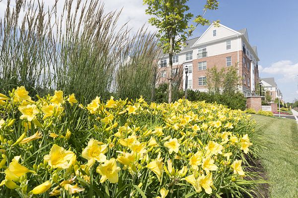 a field of yellow flowers in front of a building