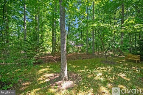 A forest with a bench and a tree in the middle.