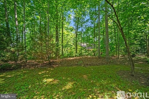 A forest with a lot of green trees and grass.