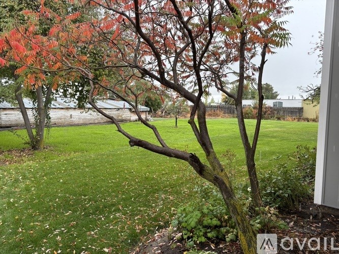 A tree with red leaves in the foreground with a grey building in the background.