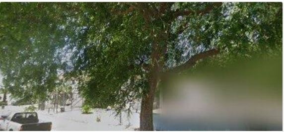 A tree with green leaves is in the foreground.