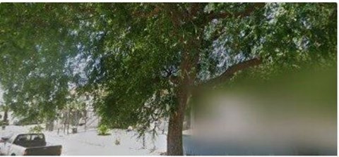 A tree with green leaves is in the foreground.