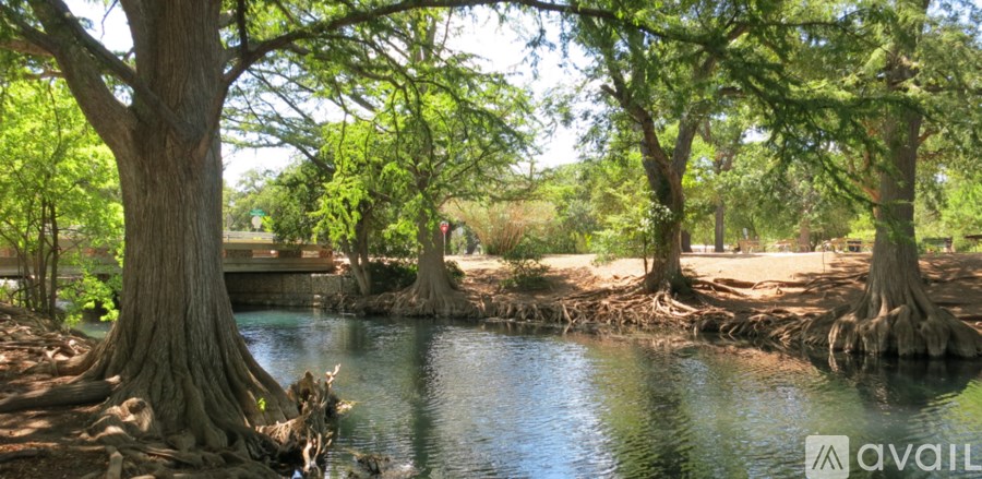 A tree with a wide trunk and a large canopy of green leaves stands by a body of water.