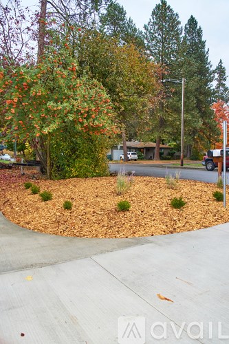 A tree with orange flowers is in the middle of a gravel area.