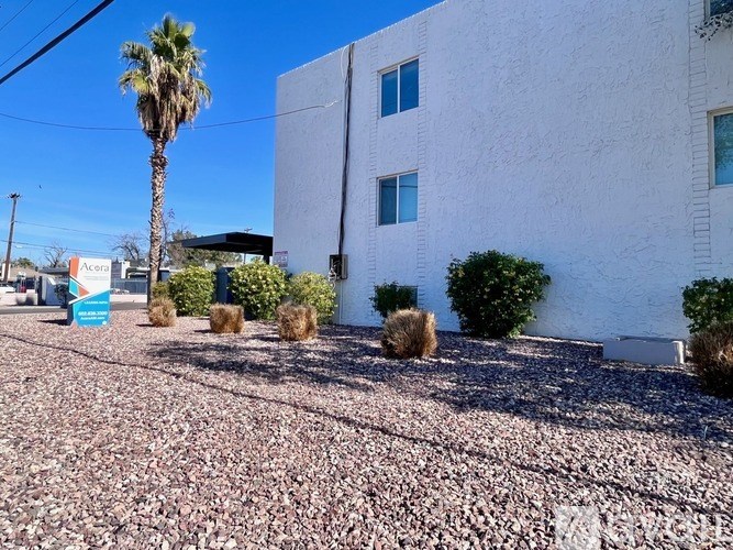 A white building with a palm tree in front of it.