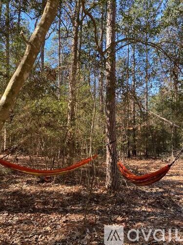 Two red hammocks are suspended between two trees in a forest.