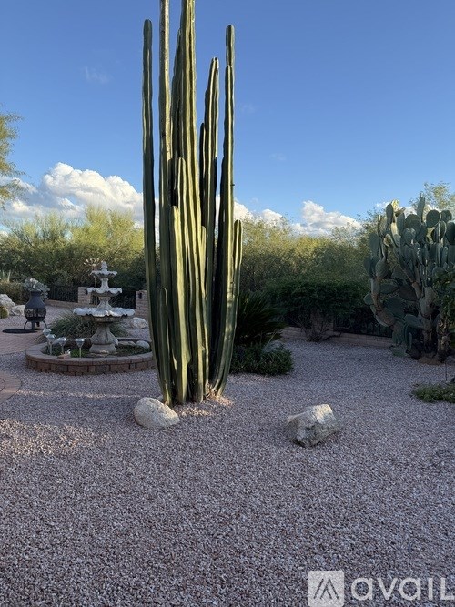A cactus garden with a blue sky in the background.