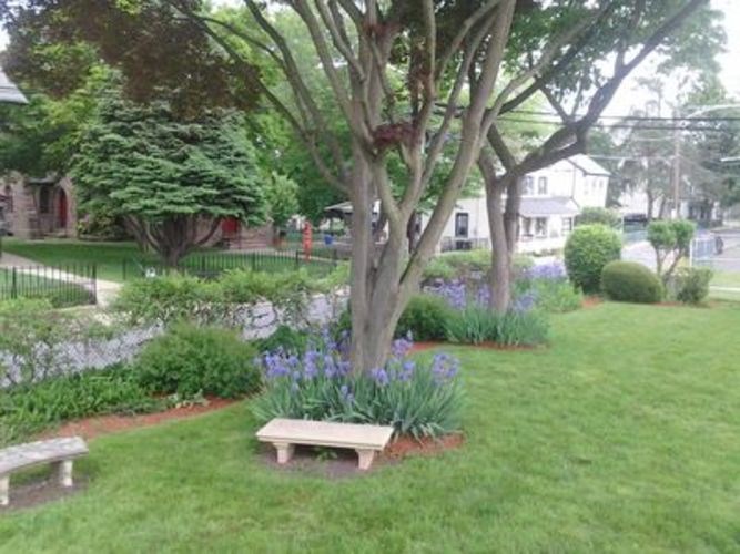 A tree with purple flowers in a garden.