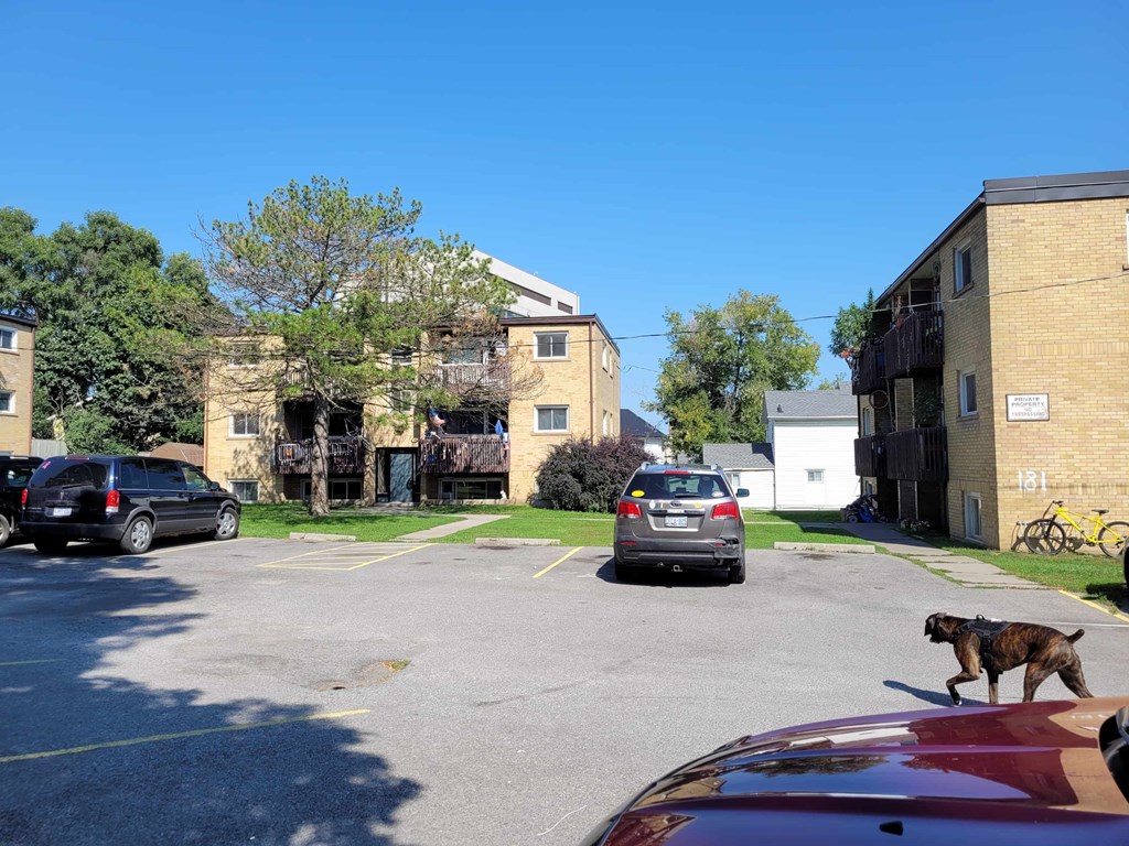 A dog is walking in a parking lot with cars and buildings in the background.