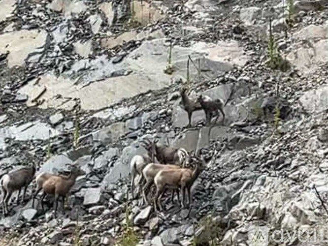 A herd of mountain goats climbing a rocky slope.