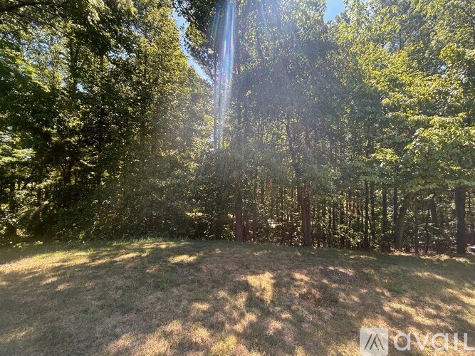 A forest with sunlight shining through the trees.