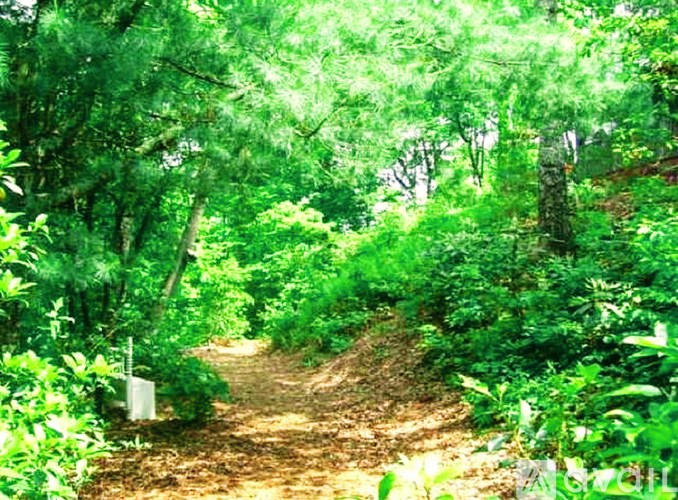 A path through a lush green forest.