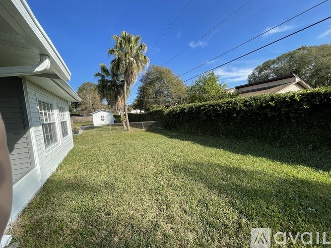 A backyard with a palm tree and a white shed.