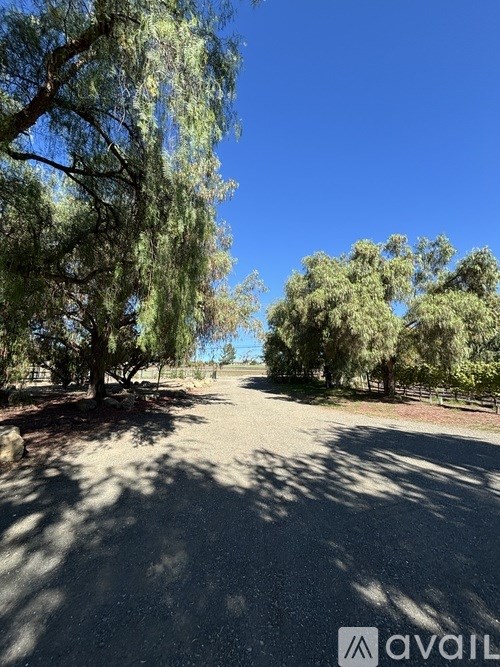 A tree-lined path in a sunny, clear day.
