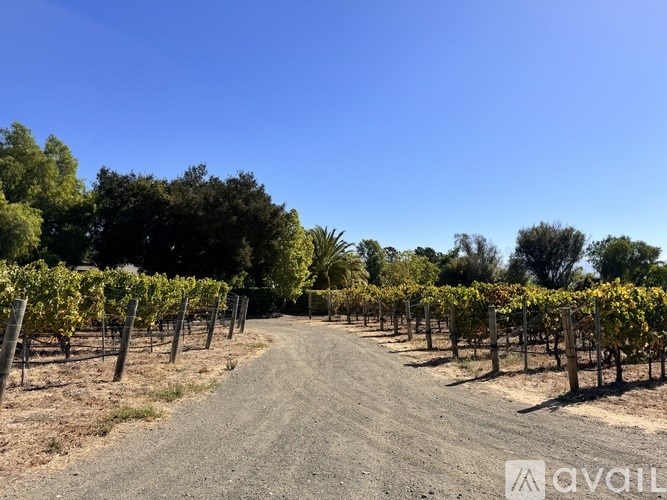 A dirt road leads through rows of grapevines in a vineyard.
