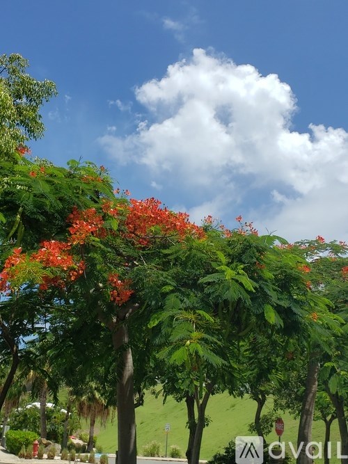 A tree with red flowers in the foreground with a blue sky in the background.