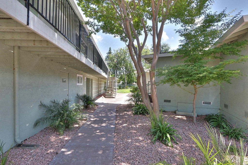 A tree in a courtyard between two buildings.