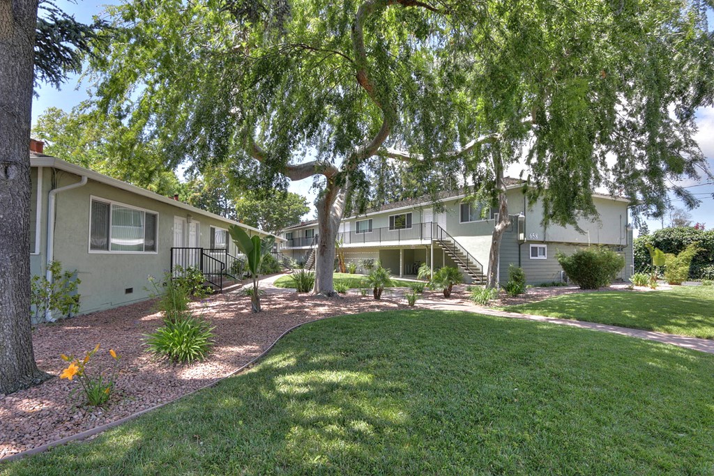 A tree in a yard with a building in the background.