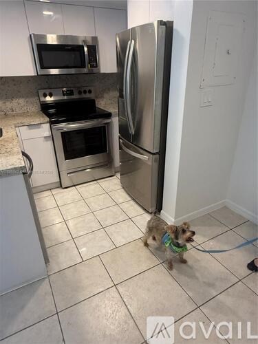 A dog with a blue collar is standing in a kitchen.