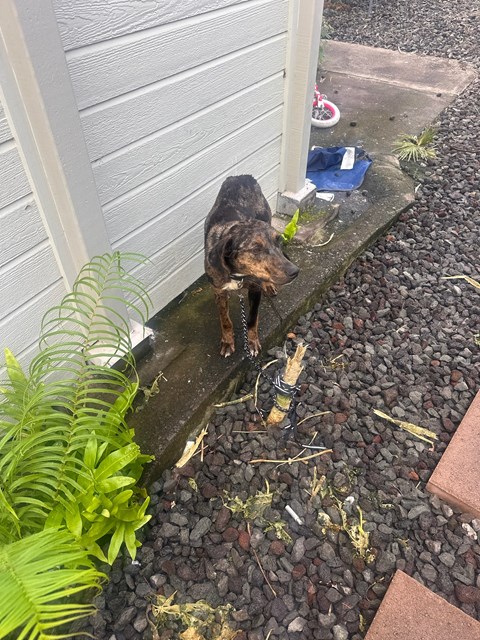A dog is standing on a wooden plank in a garden.