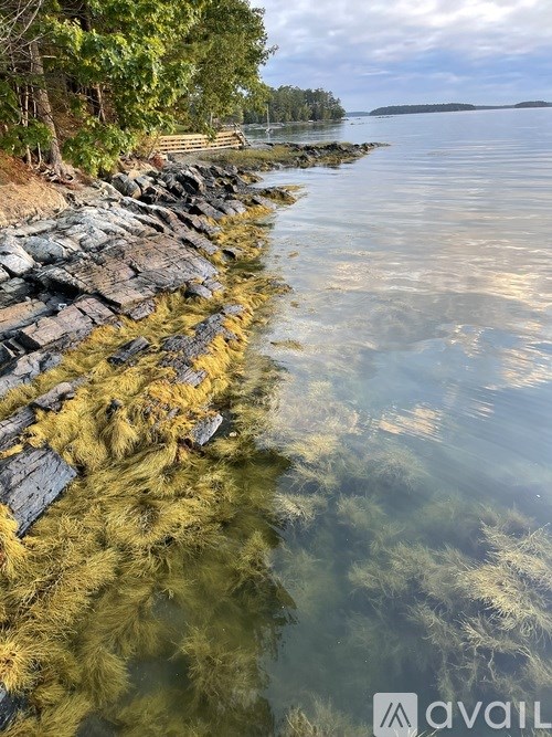 A rocky shoreline with green algae growing on the rocks.