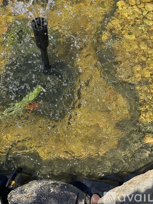 A black object is sticking out of the water.