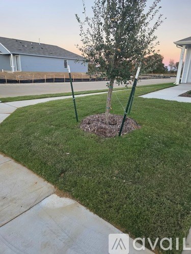 A young tree is planted in a grassy area with a concrete walkway and a house in the background.