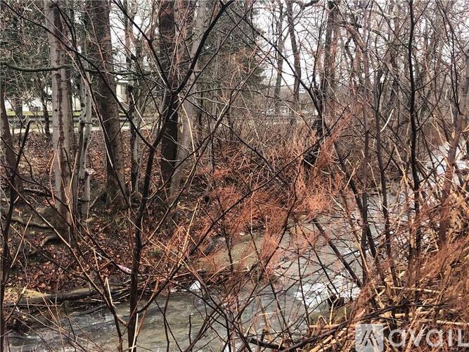 A river flows through a forest of leafless trees.