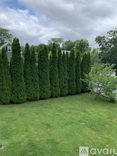 A row of tall, green trees lines a grassy area.