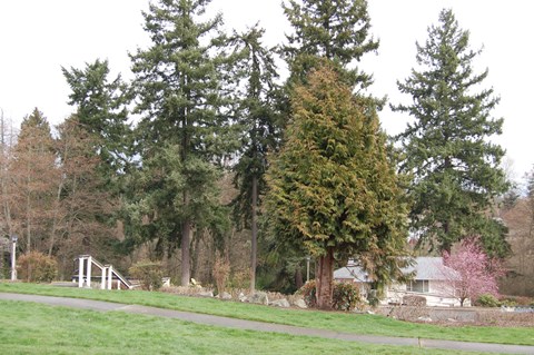 A green tree in a field.