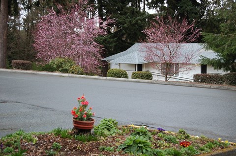 A white house with a pink flowering tree in front.