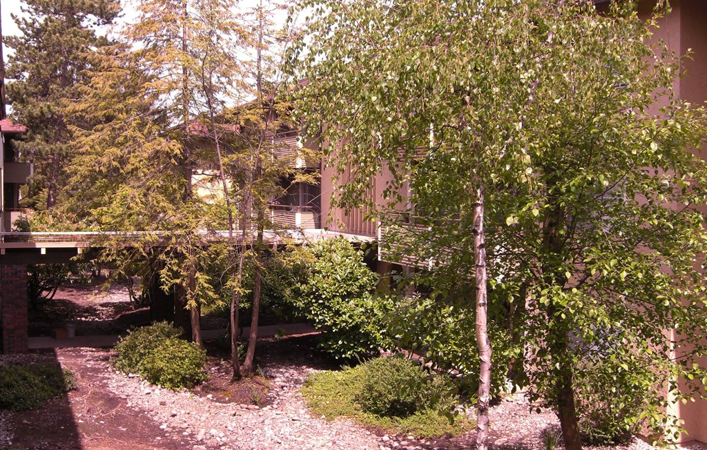 A tree with green leaves stands in a garden.