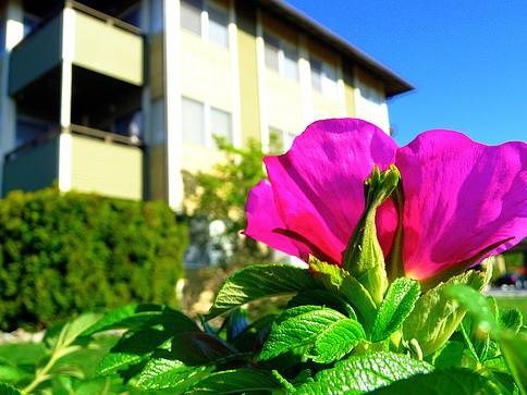 A vibrant pink flower with green leaves in the foreground and a building in the background.