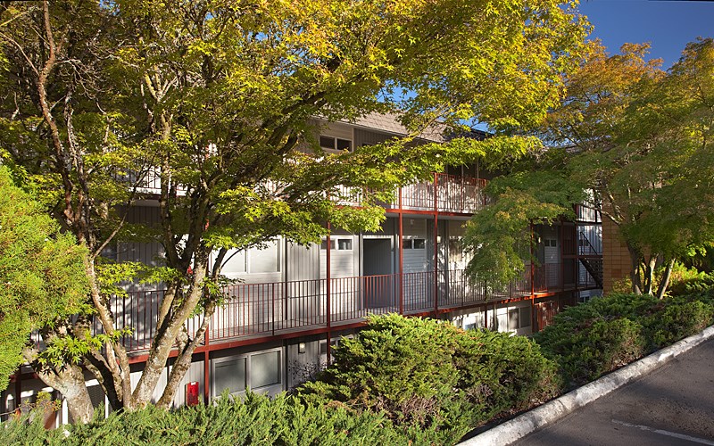 A tree with yellow leaves in front of a building.