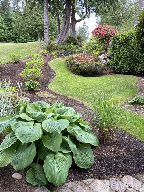 A garden with a large hosta in the foreground.