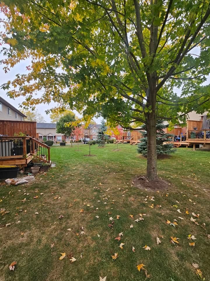 A tree with yellow leaves stands in a grassy area.