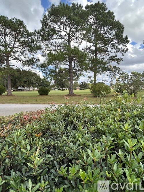A green bush in the foreground with a tree in the background.