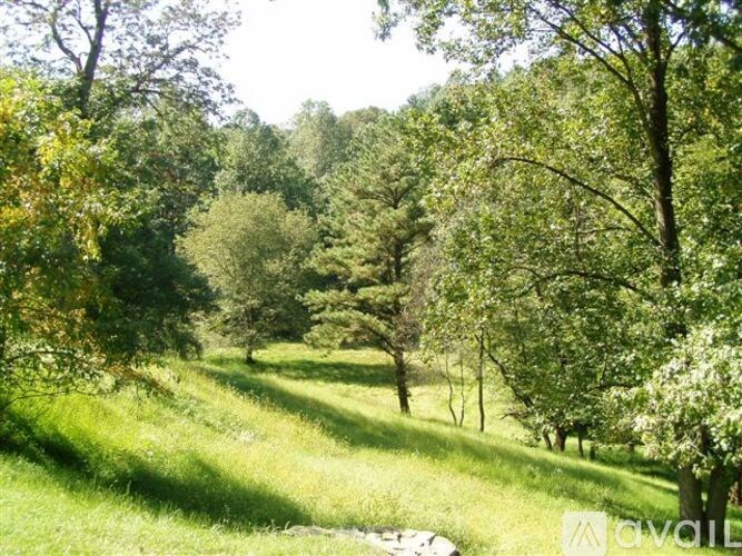 A path through a lush green forest.